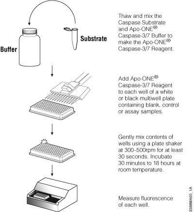 Schematic of Apo-ONE® Assay protocol.
