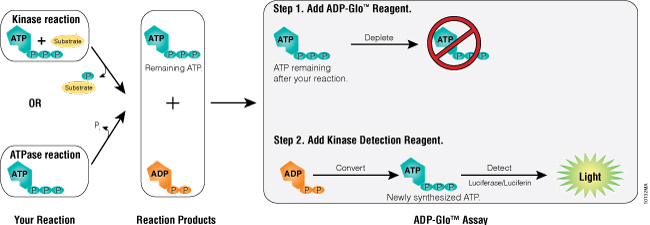 The ADP-Glo™ Assay Principle.