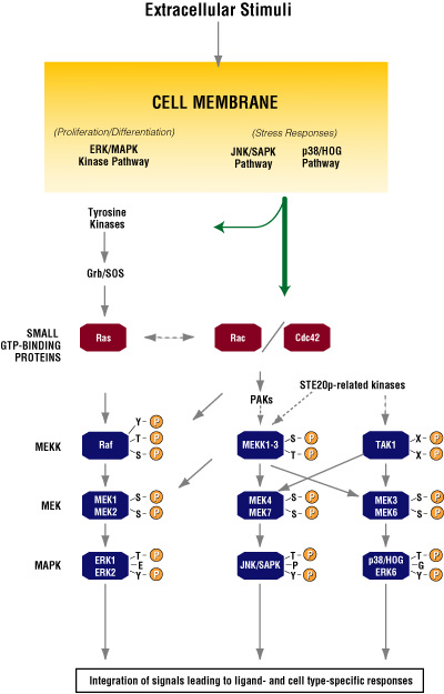 Activation of different MAPK signaling cascades by different extracellular stimuli.