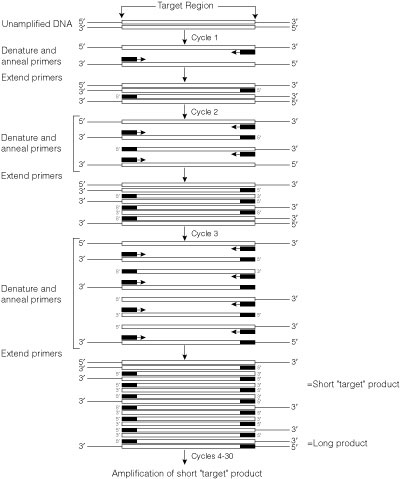 Schematic diagram of the PCR process.