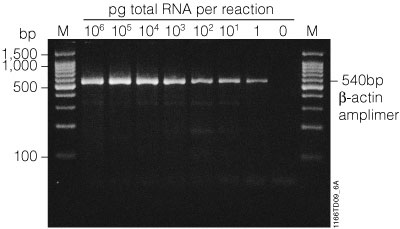 Amplification of a specific message in total RNA.