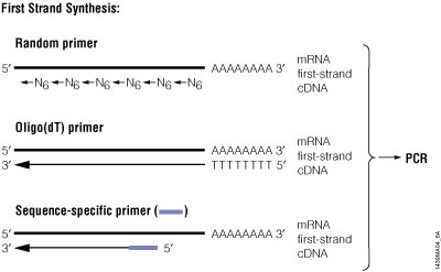 Schematic diagram of RT-PCR.