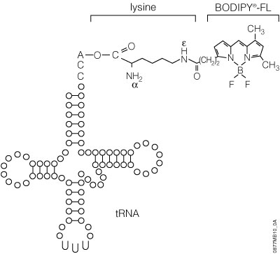 Structure of FluoroTect™ GreenLys tRNA.