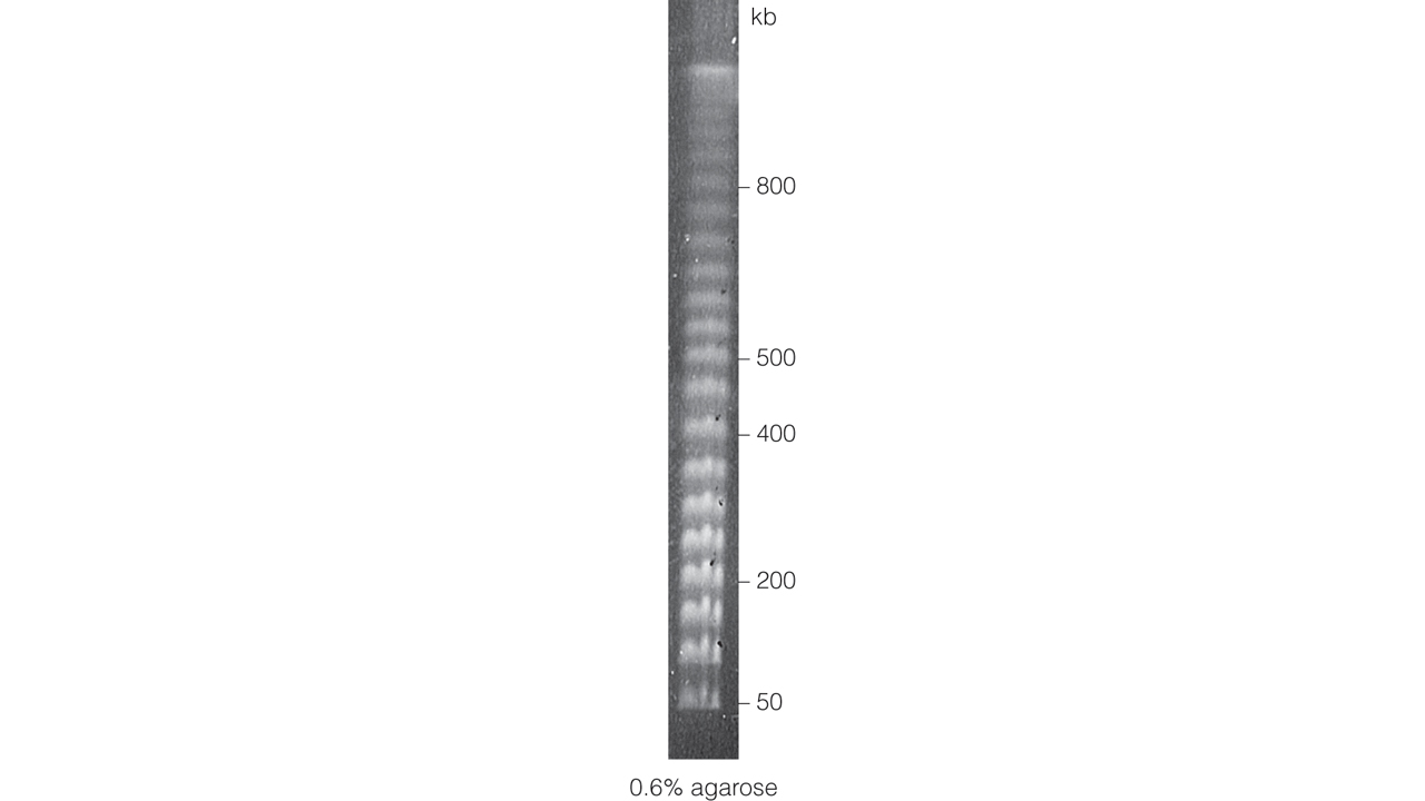 ProMega-Markers Lambda Ladders.