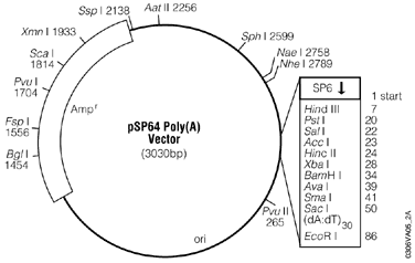 pSP64 Poly(A) Vector.