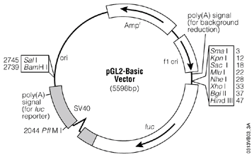 pGL2-Basic Vector.