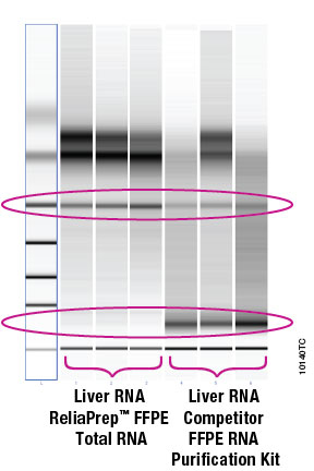 10140TC_RNA purified from mouse liver with Reliaprep FFPE Total RNA System