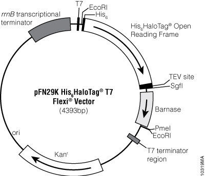 pFN29K His6HaloTag® T7 Flexi® Vector.