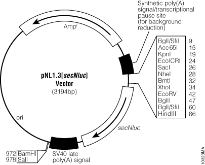 pNL1.3[secNluc] Vector.