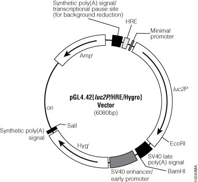 pGL4.42[luc2P/HRE/Hygro] Vector.