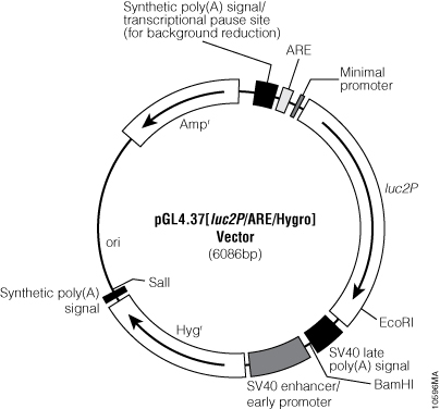 pGL4.37[luc2P/ARE/Hygro] Vector.