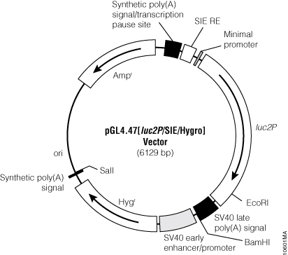 pGL4.44[luc2P/SIE/Hygro] Vector.