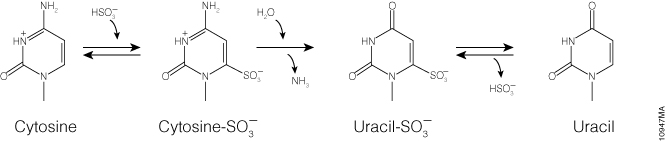Bisulfite conversion of unmethylated cytosines to uracil.