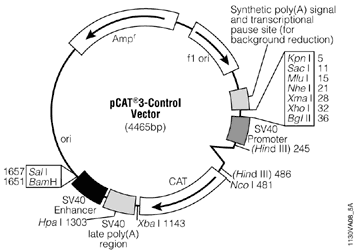 pCAT3-Control Vector.