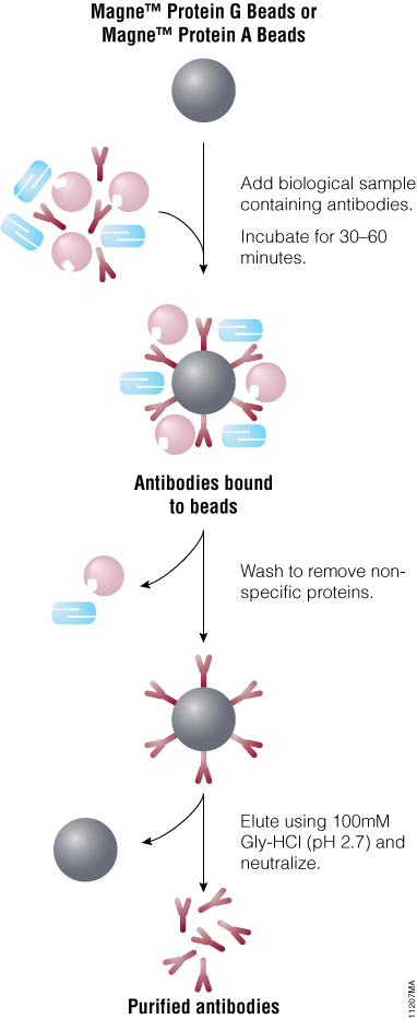 Schematic of antibody purification using Magne™ Protein A Beads or Magne™ Protein G Beads.
