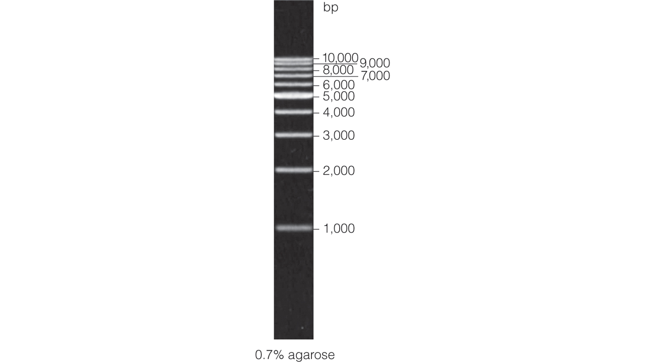 1kb DNA Step Ladder.