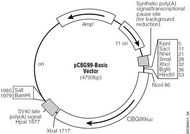 pCBG99-Basic Vector.