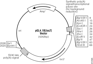 pGL4.10[luc2] Vector.