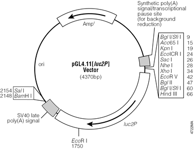 pGL4.11[luc2P] Vector.