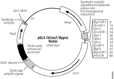 pGL4.14[luc2/Hygro] Vector.