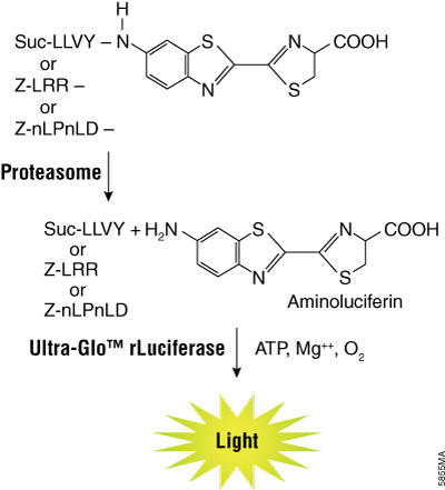 The luminogenic substrates containing the Suc-LLVY, Z-LRR or Z-nLPnLD sequence are recognized by the 20S proteasome.