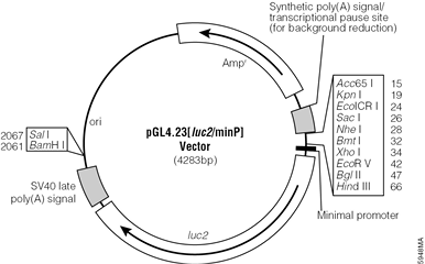 pGL4.23[luc2/minP] Vector.