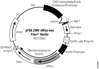 pF9A CMV hRluc-neo Flexi Vector.
