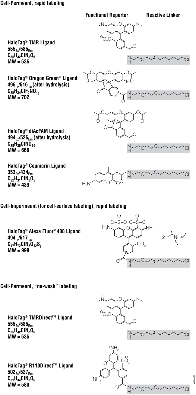 Structure of the HaloTag Ligands showing the functional reporters and the reactive linker.