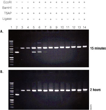 Gel Analysis of the Streamlined Restriction Digestion, Dephosphorylation and Ligation reaction using NEB restriction enzymes and NEBuffers.