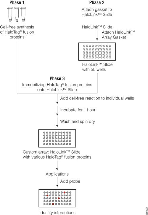 Overview of the HaloLink Protein Array Systems experimental workflow. 