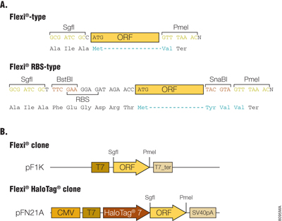 Flanking sequences of ORF and functional elements in Flexi ORF clones. 