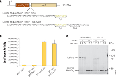 Effects of linker sequence in Flexi-RBS type clones on activities of HaloTag-fused luciferase. 