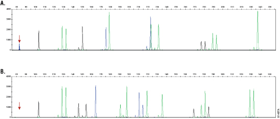 Comparison of the StemElite ID System electropherograms for an hESC line grown on a mouse feeder layer and a human immortalized cell line not grown on a mouse feeder layer.