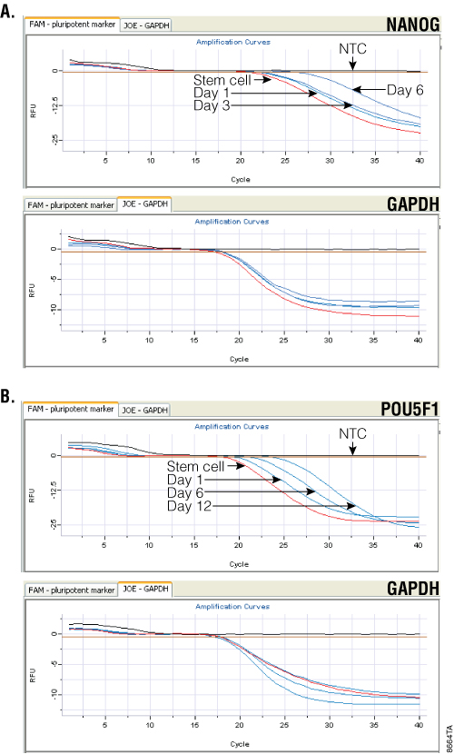  Monitoring pancreatic cell differentiation.