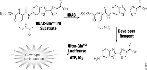 HDAC-Glo I/II Assay chemistry.