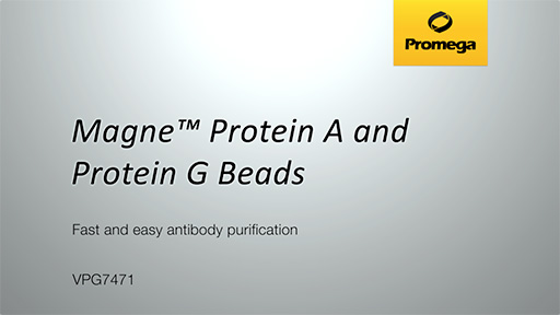 Magne™ Protein G and Protein A Beads versus Leading Competitors