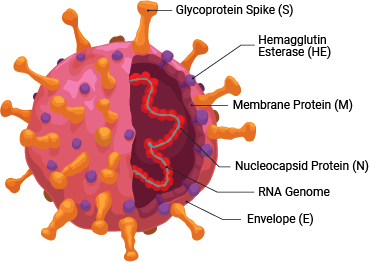 SARS-CoV-2 structure
