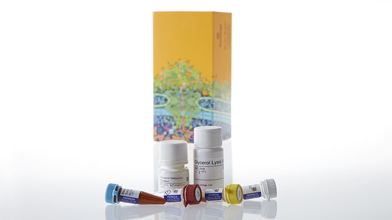 J3160_Triglyceride-Glo--Assay_3