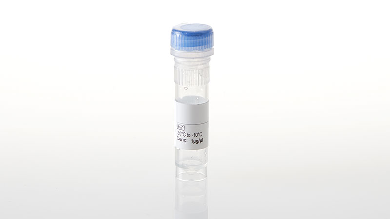 NV2921_NanoLuc--CHEK1
