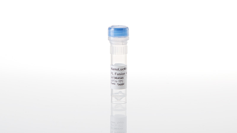 NanoLuc®-SIK3 Fl Fusion vector