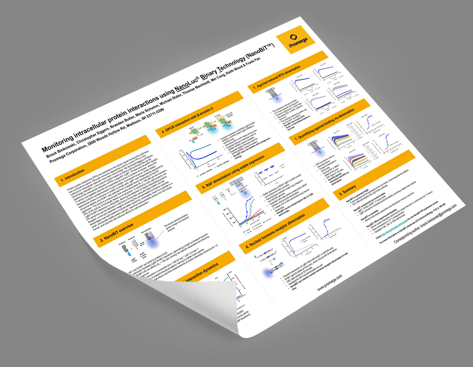 Monitor Real-Time PPI Dynamics in Cells with NanoBiT