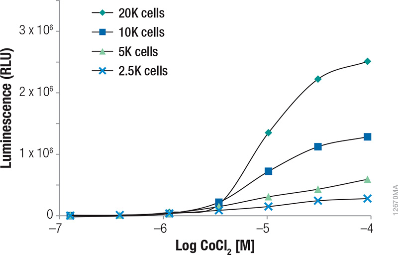 Induction of NanoLuc Luciferase in HCT-116 cells containing the in-frame fusion of HIFa to the NanoLuc reporter gene by CoCl2.