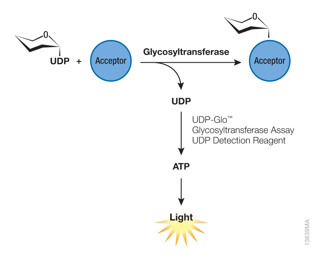 Glycosylation is mediated by enzymes called glycosyltransferases.