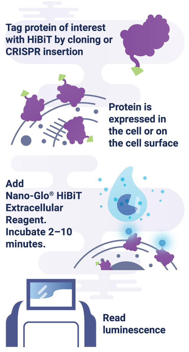 Extracellular Protein Detection System Illustration