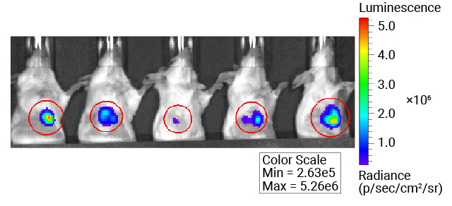 Mice injected with FFz via i.p. injection