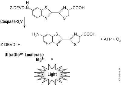 The biochemistry behind the second step of the ApoTox-Glo Assay.