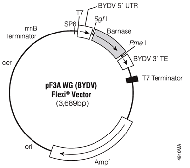 Wheat Germ BYDV Vector