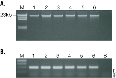 Maxwell 16 Blood DNA Purification Kit delivers consistent yield for amplification.