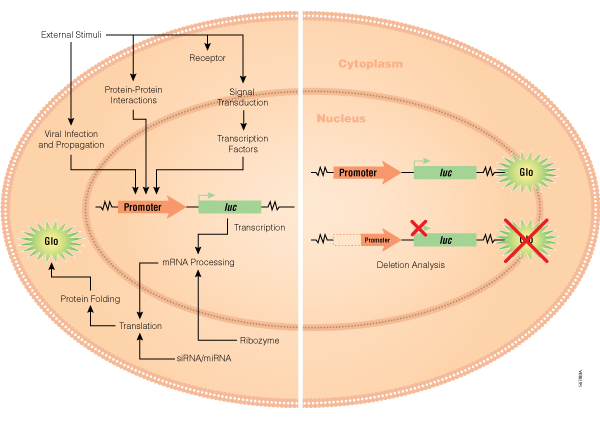 Reporter gene assays for many key applications, including gene transcription and regulation, receptor function and intracellular signaling, protein folding and metabolism, pathogen interactions with host cells, and RNAi suppression of gene function.