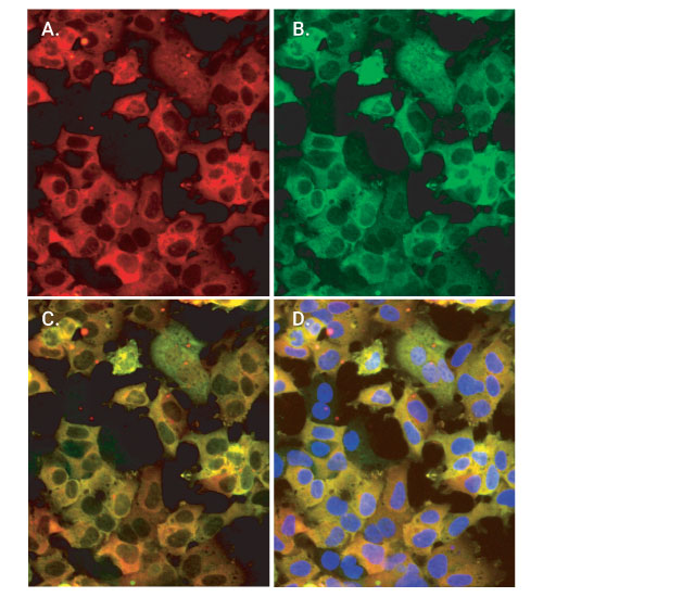 ICC Colabeling with Fluorescent HaloTag Ligand